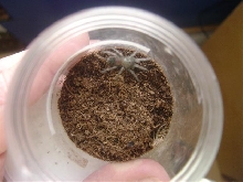 freshly molted B auratum