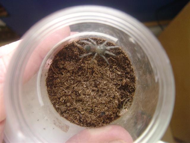 freshly molted B auratum