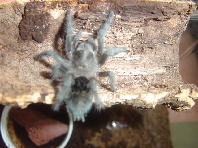little juvie G pulchra