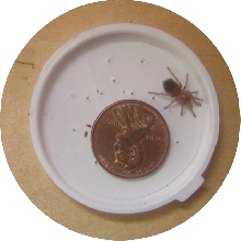 Teeny A geniculata
