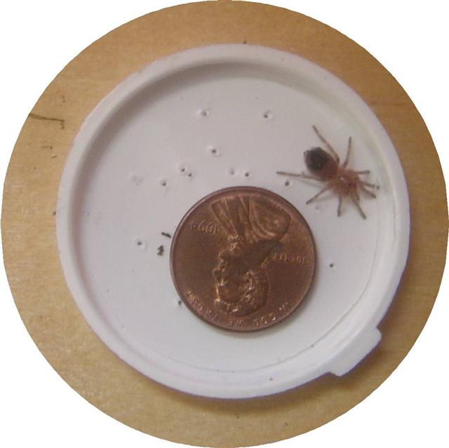 Teeny A geniculata