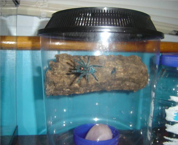 Avic versicolor