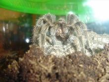 G rosea
