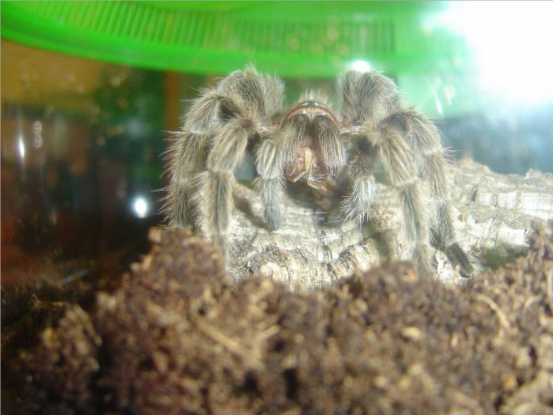 G rosea