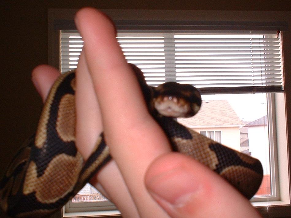 mouth rot?