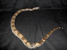 Red Tail Boa - regional guess info needed