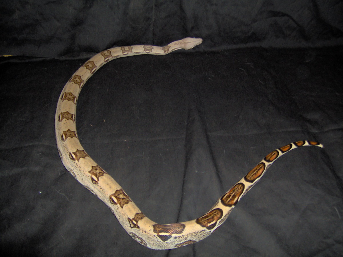 Red Tail Boa - regional guess info needed
