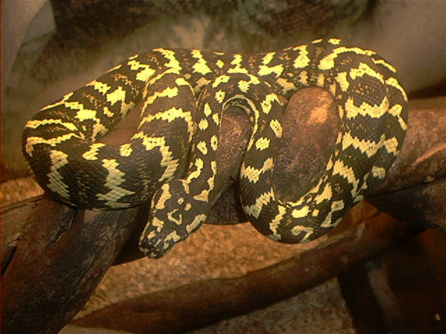 Aussie