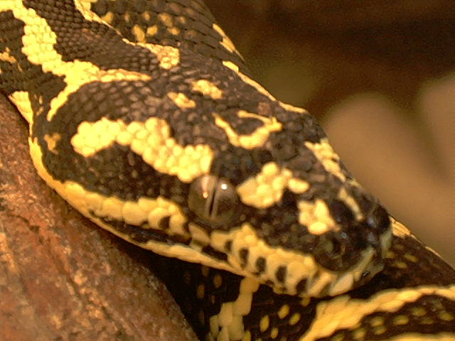 Aussie