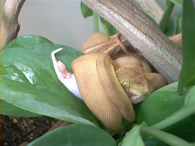 Zim eating