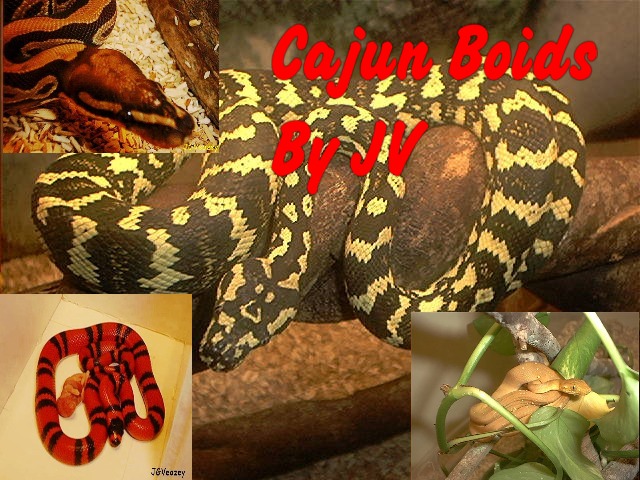 Cajun Boids