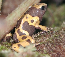 Albino Leucomela