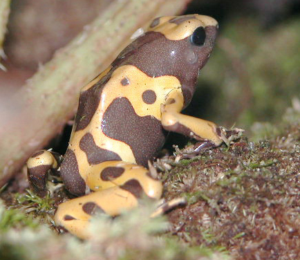 Albino Leucomela