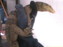 butaan