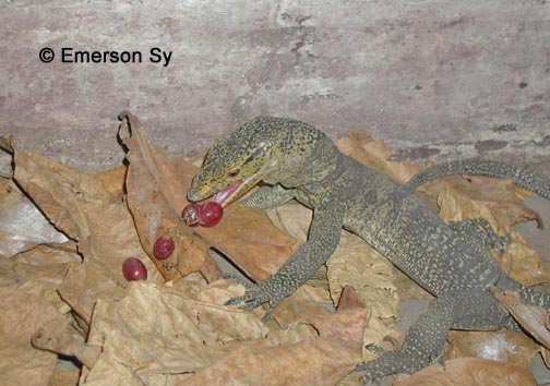 grays eating