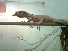 butaan