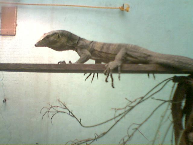 butaan