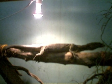 log basking