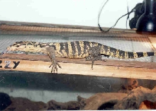 ozzy1