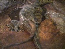 butaan