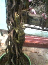 butaan