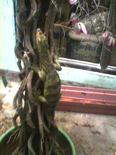 butaan