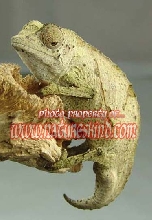 Pygmy Chameleon