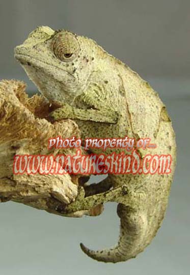 Pygmy Chameleon