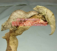 Pygmy Chameleons