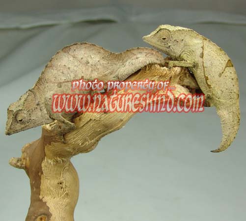 Pygmy Chameleons