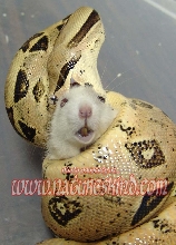 BCI Crushing a Rat