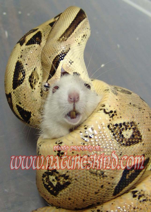 BCI Crushing a Rat