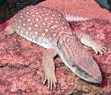 Male Savannah Montior