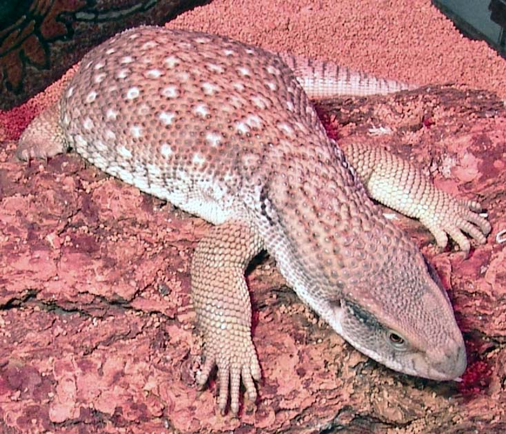 Male Savannah Montior