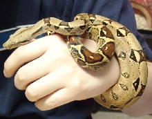 Female Boa c. Imperator