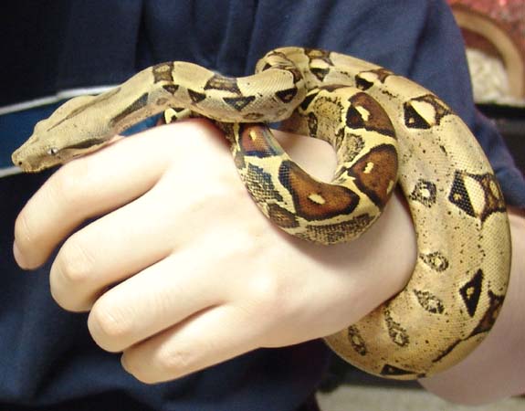 Female Boa c. Imperator