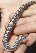 Female Kenya Sand Boa