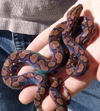 Female Brazilian Rainbow Boa
