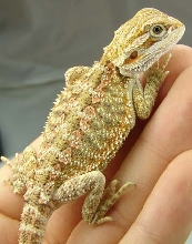Female Bearded Dragon (pastel)