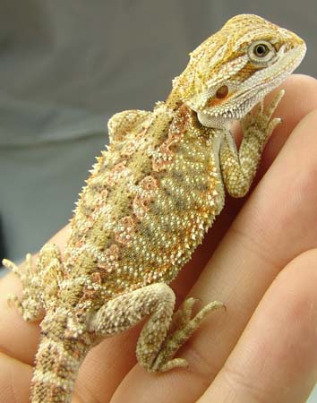 Female Bearded Dragon (pastel)