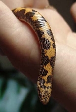 Female Kenya Sand Boa