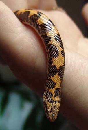 Female Kenya Sand Boa