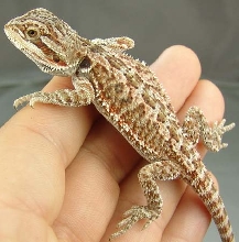 Female Bearded Dragon (red flame x)