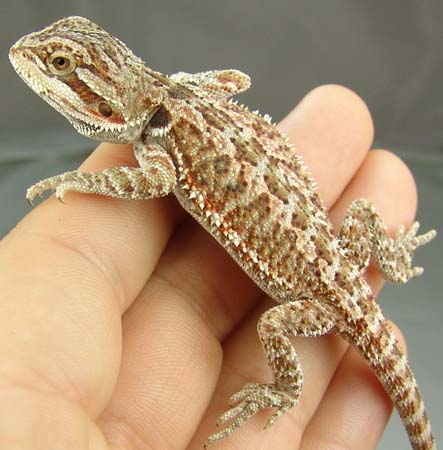 Female Bearded Dragon (red flame x)
