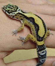 Female Leopard Gecko