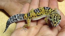 Female Leopard Gecko