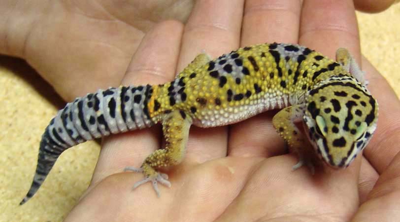 Female Leopard Gecko