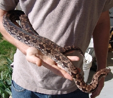 Female Dumeril Boa