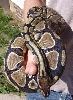 Male Ball Python