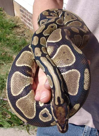 Male Ball Python